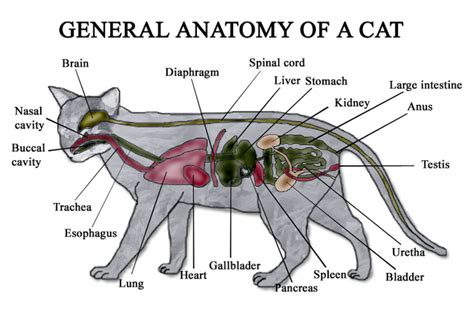 Cat Anatomy | Cats Wiki | FANDOM powered by Wikia