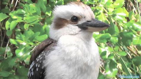 Outback: overview of the Australian Outback | Animals images, Beautiful birds, Outback