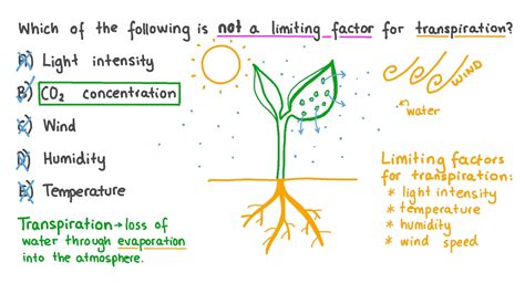 Effect of temperature on transpiration rate. Factors Affecting the Rate of Transpiration. 2022-10-21