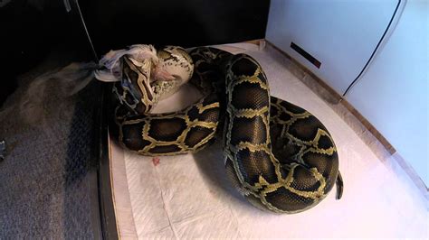 Burmese Python Facts and Pictures | Reptile Fact