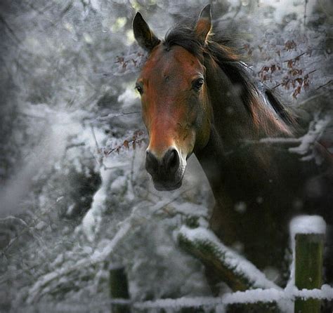 Winter Horses Pictures Wallpaper - WallpaperSafari