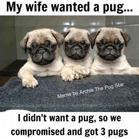 101 Lovable Pug Memes That Are Too Puggin' Cute | Baby pugs, Pugs funny, Cute pug puppies