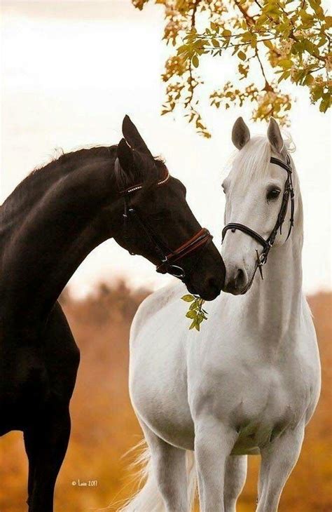 Beautiful Black Horse with a beautiful White Horse | Most beautiful horses, Pretty horses, Horse ...