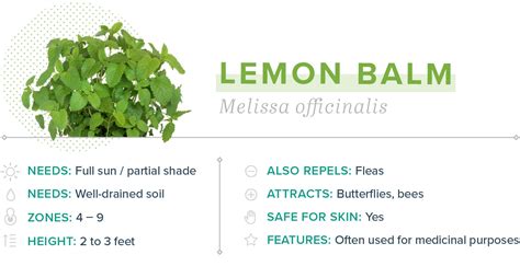 Lemon Balm Plant Mosquito Repellent - Pest Phobia