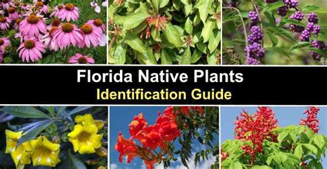 38 Florida Native Plants - Identification Guide (With Pictures)