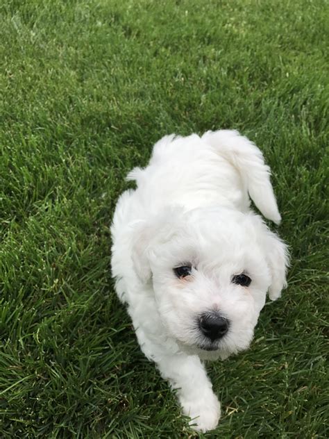 Bichon Frise Puppies For Sale | Portland, OR #214870