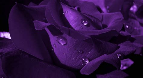 Purple Flower Desktop Wallpaper