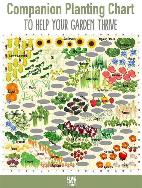 Use This Companion Planting Chart to Help Your Garden Thrive - Live Love Fruit