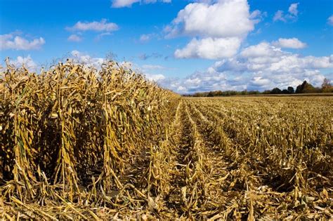 Corn field in the fall during harvest | Stock image | Colourbox