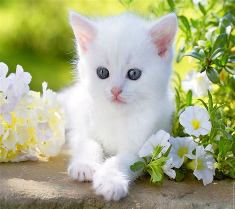 Wallpaper : 1440x1280 px, animal, baby, blue, cat, cute, eyes, flower, Kitty, white 1440x1280 ...