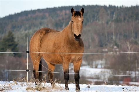 Premium Photo | Horse in winter