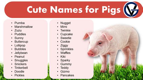 Cute Names for Pet Pigs | Name Ideas That Will Suit Your Pet - GrammarVocab