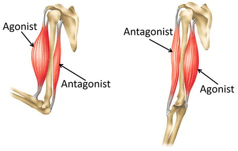 Antagonistic Muscles - Key Stage Wiki