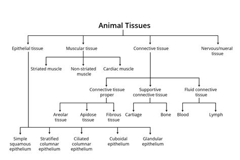 Epithelial Tissue Flow Chart