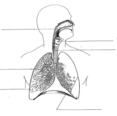 Label Human Respiratory System