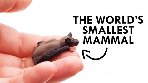 What Is Smallest Mammal