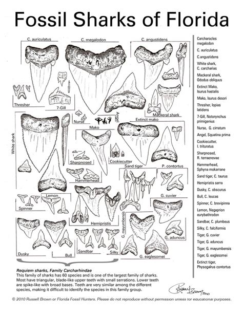 Fossil Identification Worksheet - Worksheets For Kindergarten