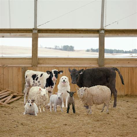 Farm Animals Photography