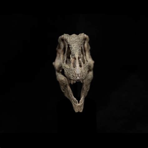 Giganotosaurus Skull