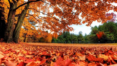 an autumn scene with leaves on the ground and trees in the background