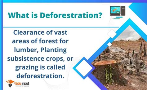 What is Deforestation?-Definition, and Causes of Deforestation