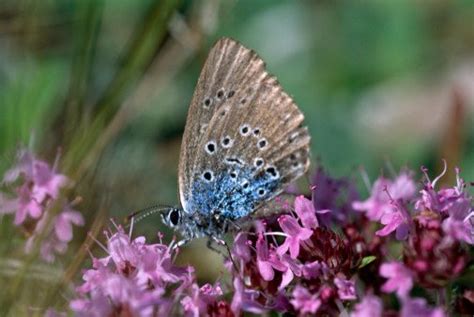 Triumphant Return of the Large Blue Butterfly | Animals Zone