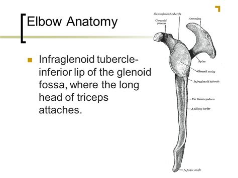 Infraglenoid Tubercle