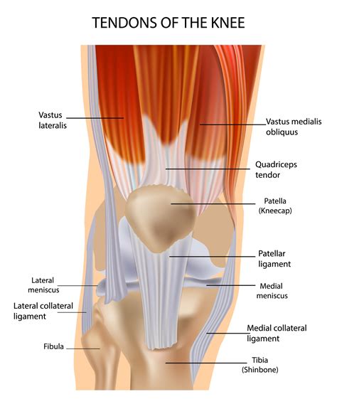 Knee muscle and tendon injuries - Chris Bailey Orthopaedics