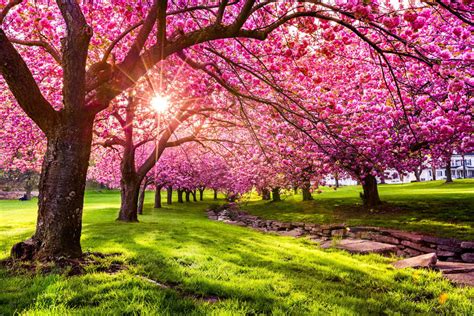 10 Interesting Facts About Cherry Blossoms You Didn't Know - Farmers' Almanac - Plan Your Day ...