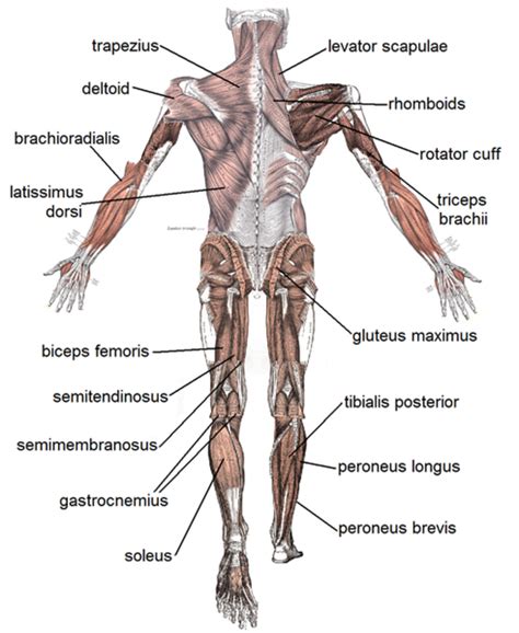 Human Muscular System: What's the Busiest Muscle in the Body? - Owlcation