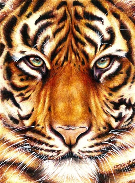 Tiger Face Drawing Pencil at GetDrawings | Free download