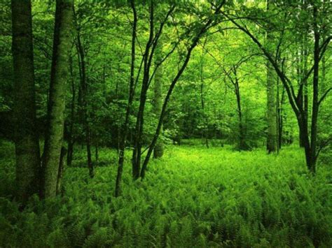 Green Forest Wallpaper HD - WallpaperSafari