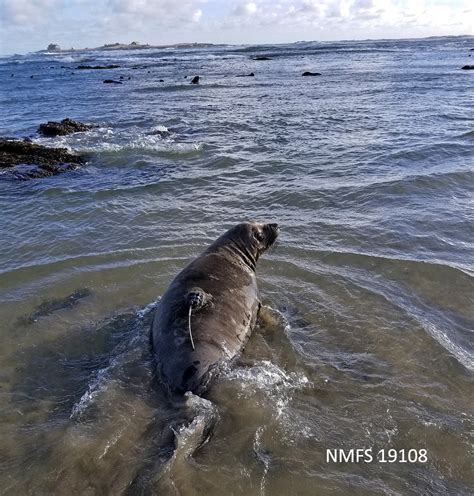 Learning To Swim, Elephant Seal Style - Natural Reserve System