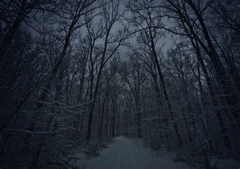 Dark Snowy Forest