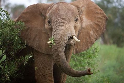 20 Interesting African Elephant Facts for Kids - Tail and Fur