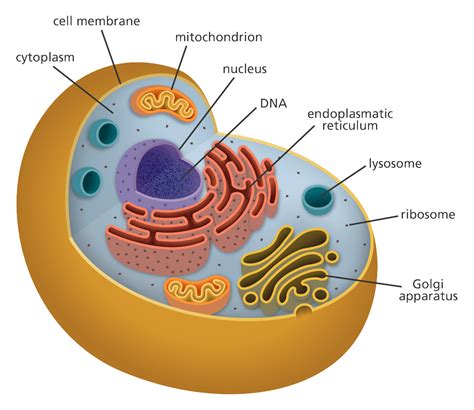 Animal Cell Labelled Diagram Simple Simple Animal Cell Diagram For - Gambaran