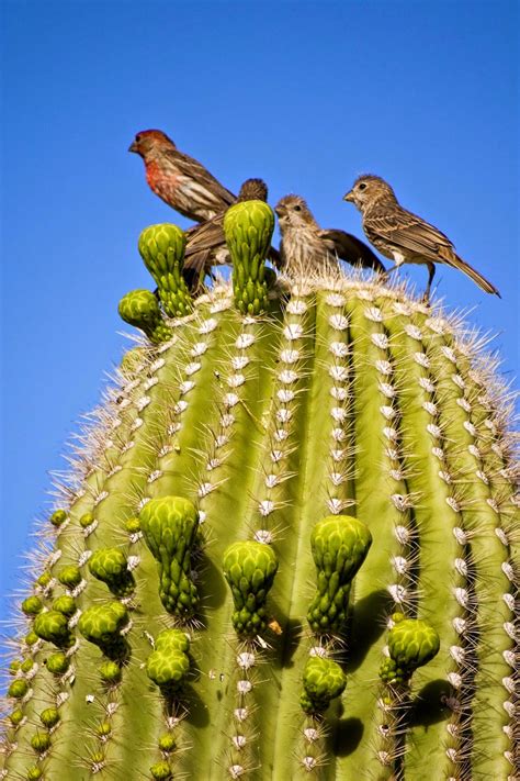 The Saguaro Cactus And Its Greedy Guests ~ Kuriositas