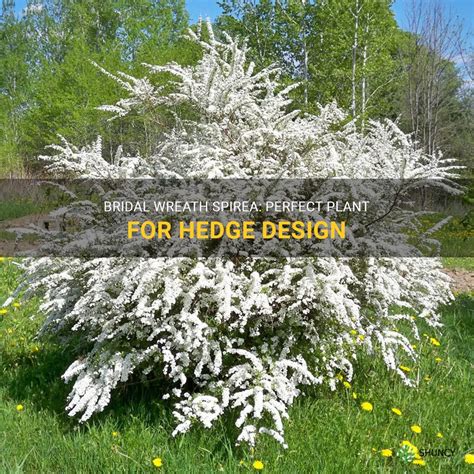 Bridal Wreath Spirea: Perfect Plant For Hedge Design | ShunCy