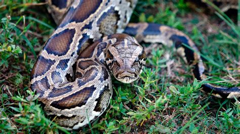 How Burmese Pythons Took Over the Florida Everglades | HISTORY