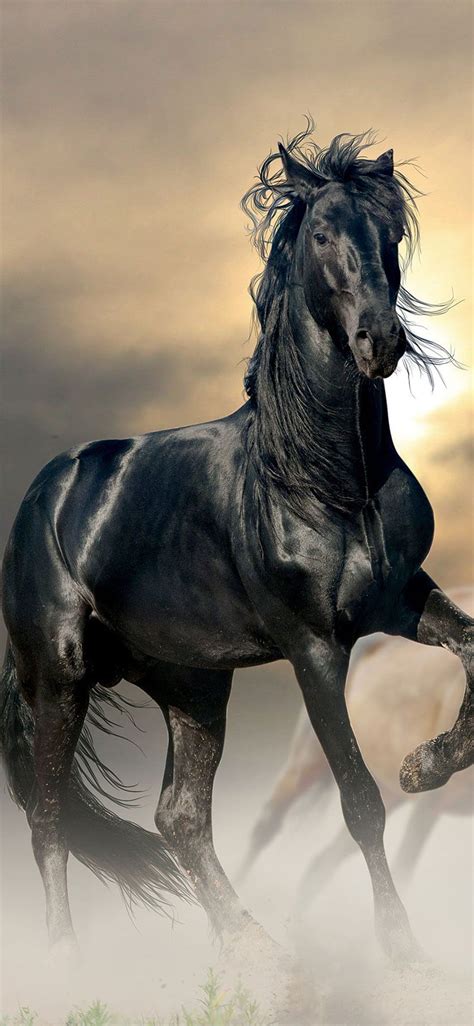 IPhone Full Horse, Horse Collage HD phone wallpaper | Pxfuel