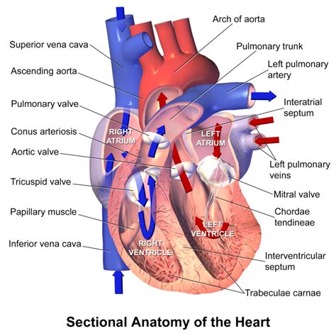 Difference Between Pulmonary Artery and Pulmonary Vein | Definition, Characteristics, Function