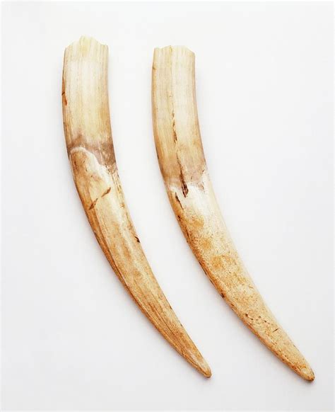 Pair Of Walrus Tusks Photograph by Dorling Kindersley/uig | Fine Art America