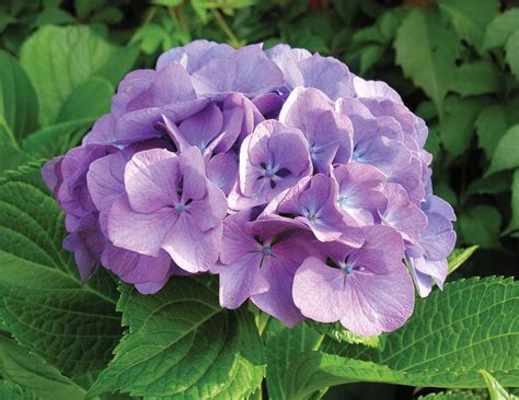 Hydrangea | Shrub, Flowering, Perennial | Britannica