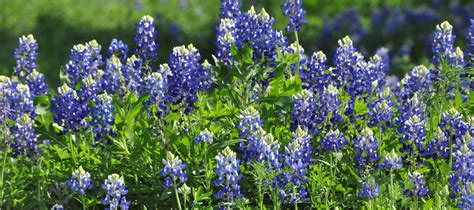 Texas Bluebonnets | Blue bonnets, Pedernales falls state park, Camping in texas