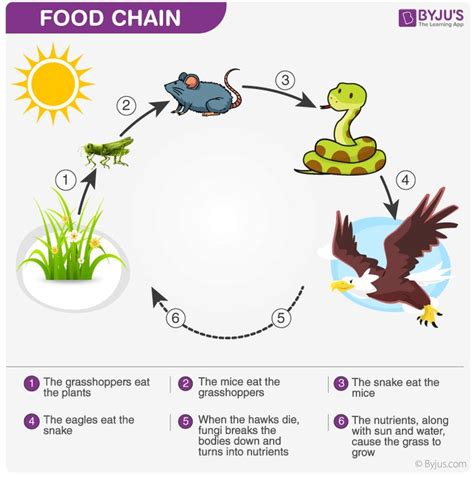 Food chains diagrams - westprofiles