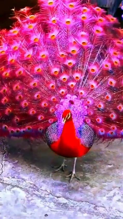 Pin by Spanky on Birds of a feather | Peacock pictures, Beautiful birds, Pretty birds