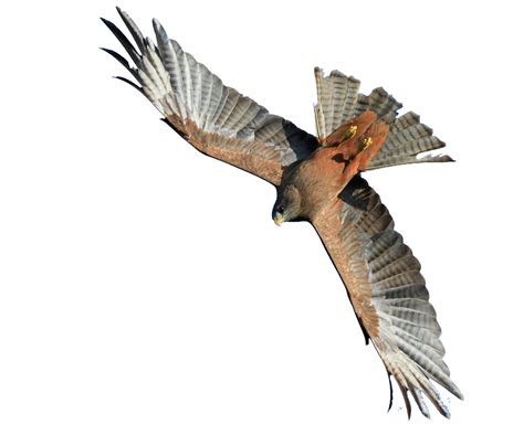 Flying Hawk PNG Image - PurePNG | Free transparent CC0 PNG Image Library