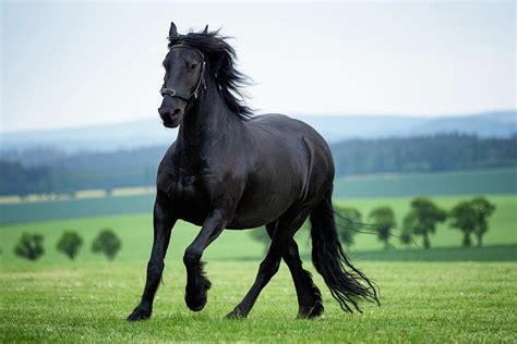 Running gallop black Friesian horse Photograph by Lubos Chlubny