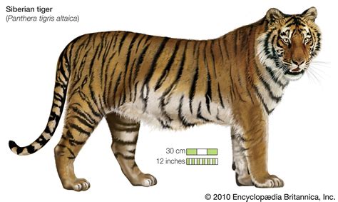 Siberian tiger | Size, Habitat, Population, & Facts | Britannica