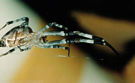 Grey House Spider (Zosis geniculatus)